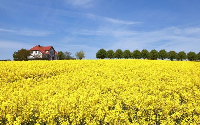 Gollwitzer Park (Insel Poel) - Photo 15