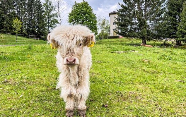 Habsmoosbach - Photo 35